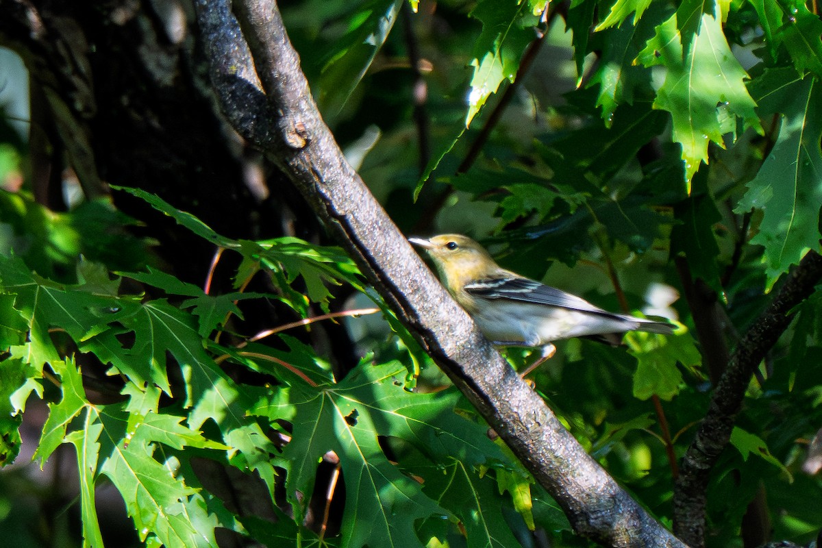 Blackpoll Warbler - ML642591040