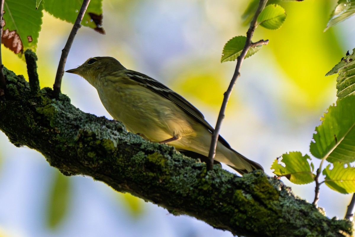 Blackpoll Warbler - ML642591041