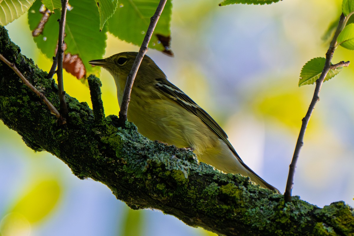 Blackpoll Warbler - ML642591042
