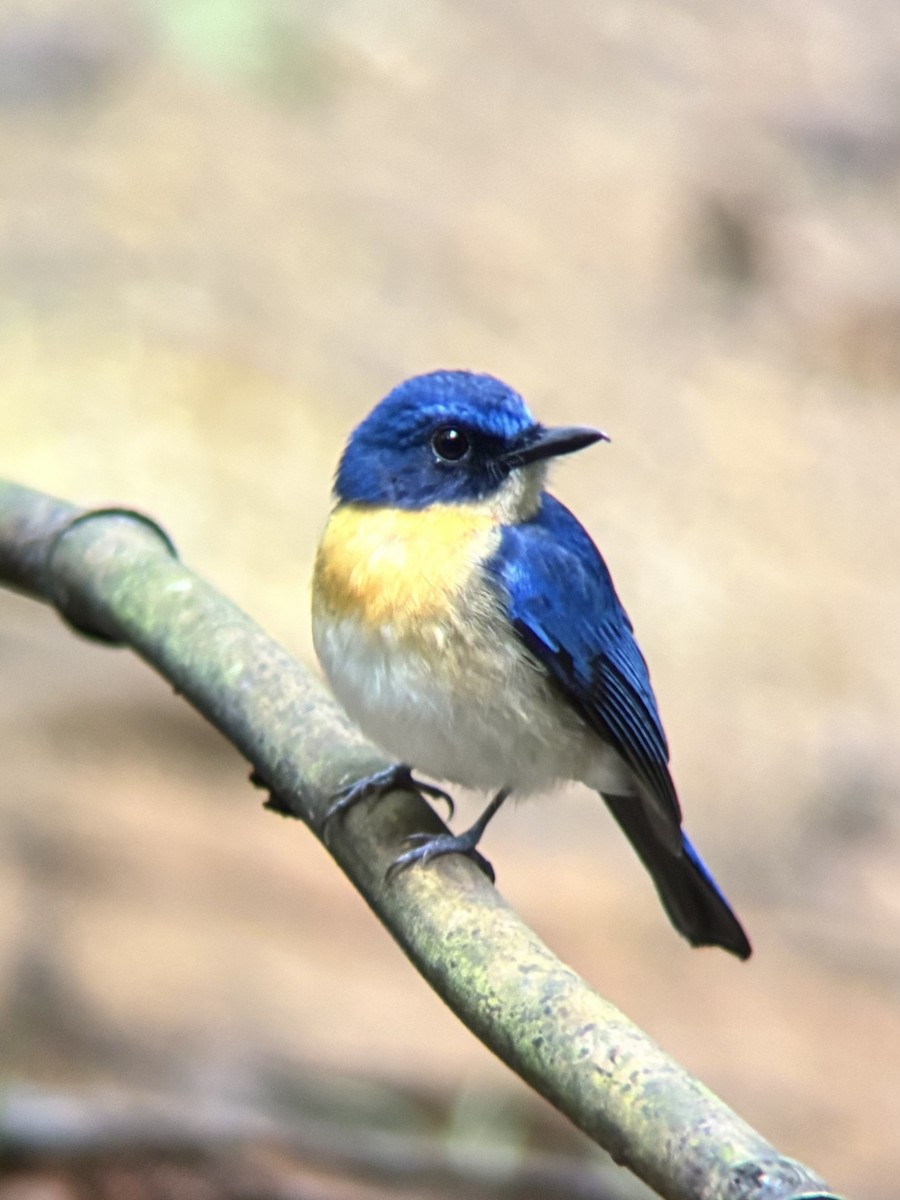 Palawan Blue Flycatcher - ML642591071