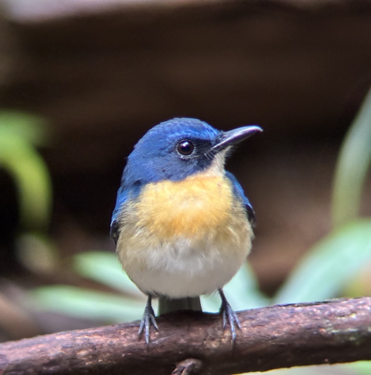 Palawan Blue Flycatcher - ML642591072