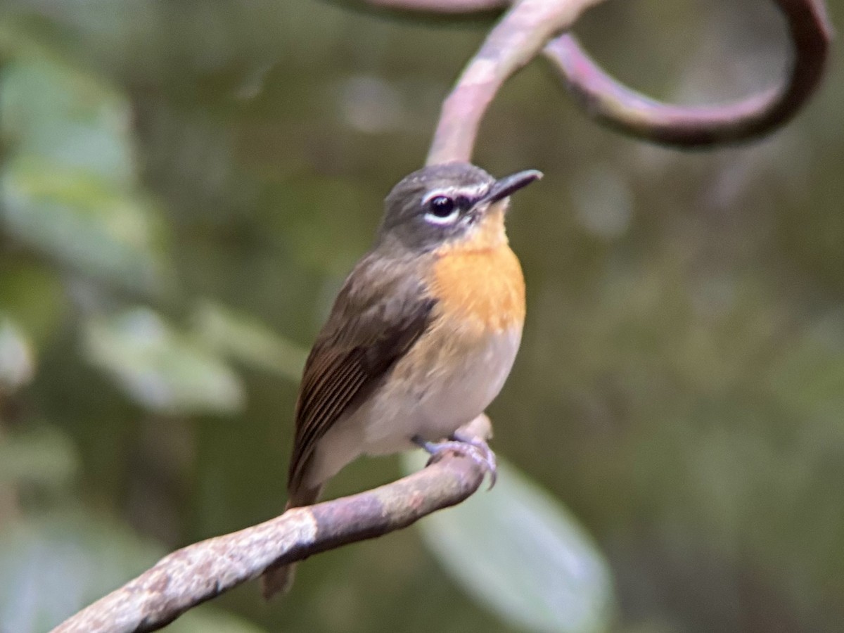 Palawan Blue Flycatcher - ML642591073
