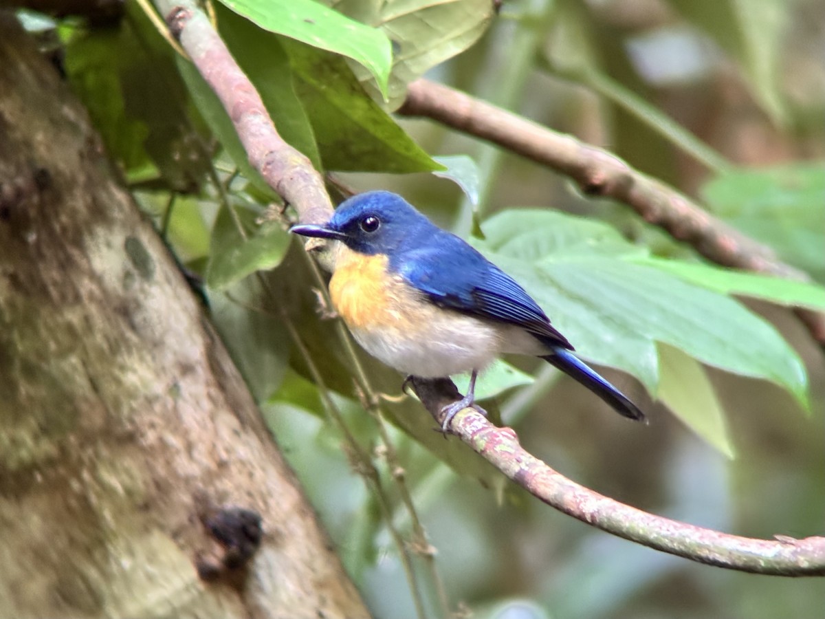 Palawan Blue Flycatcher - ML642591074