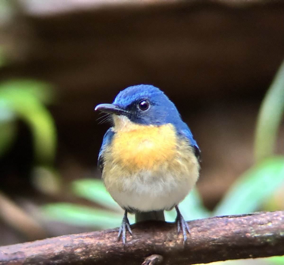 Palawan Blue Flycatcher - ML642591075