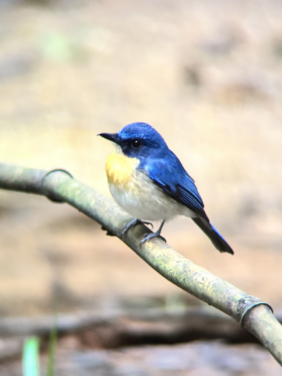 Palawan Blue Flycatcher - ML642591076