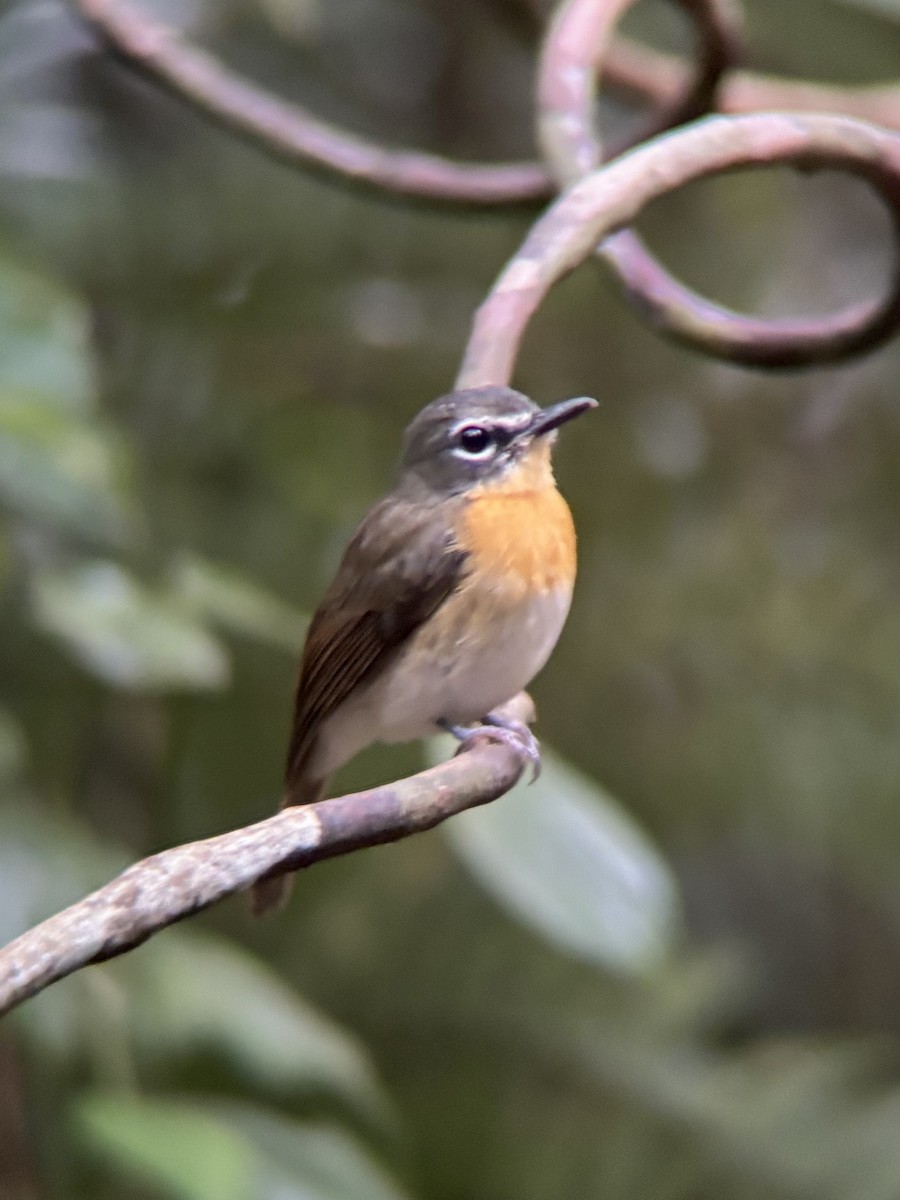 Palawan Blue Flycatcher - ML642591077