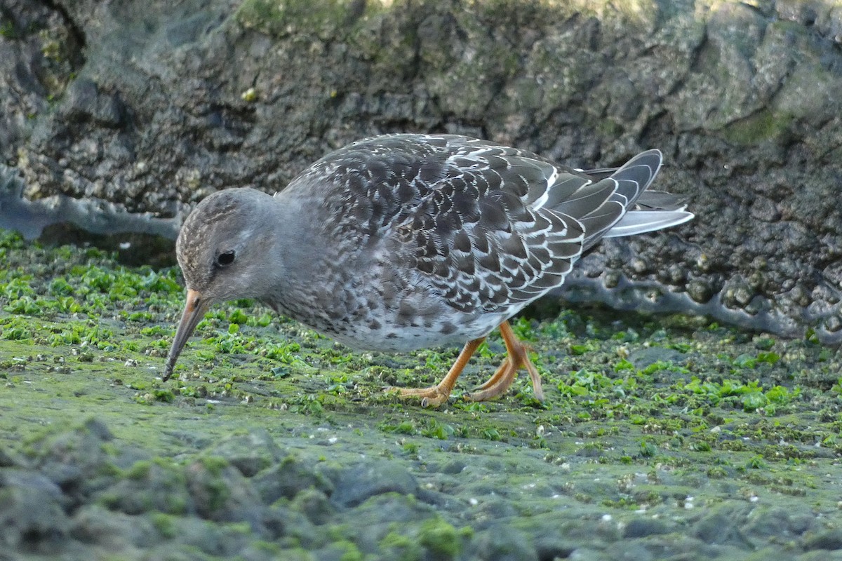 Purple Sandpiper - ML642591078