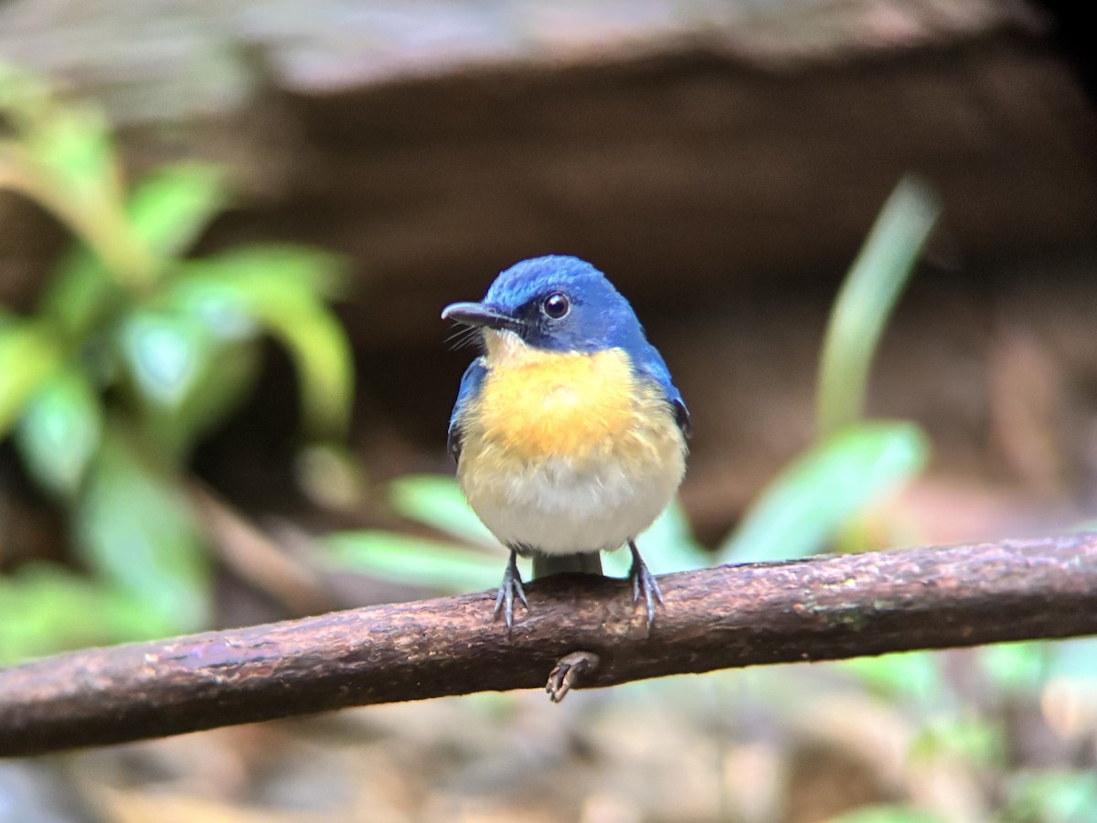 Palawan Blue Flycatcher - ML642591079