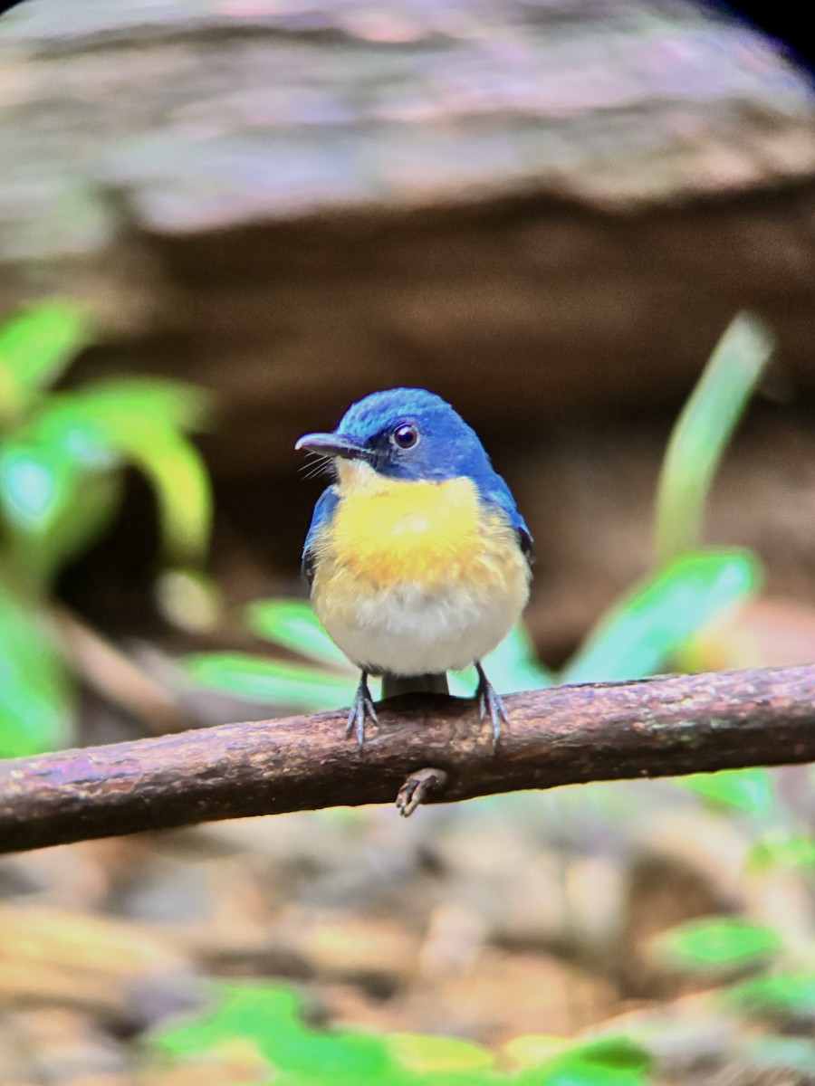 Palawan Blue Flycatcher - ML642591080