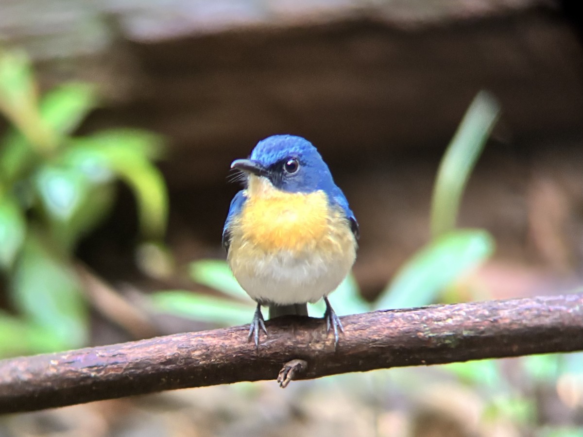 Palawan Blue Flycatcher - ML642591081