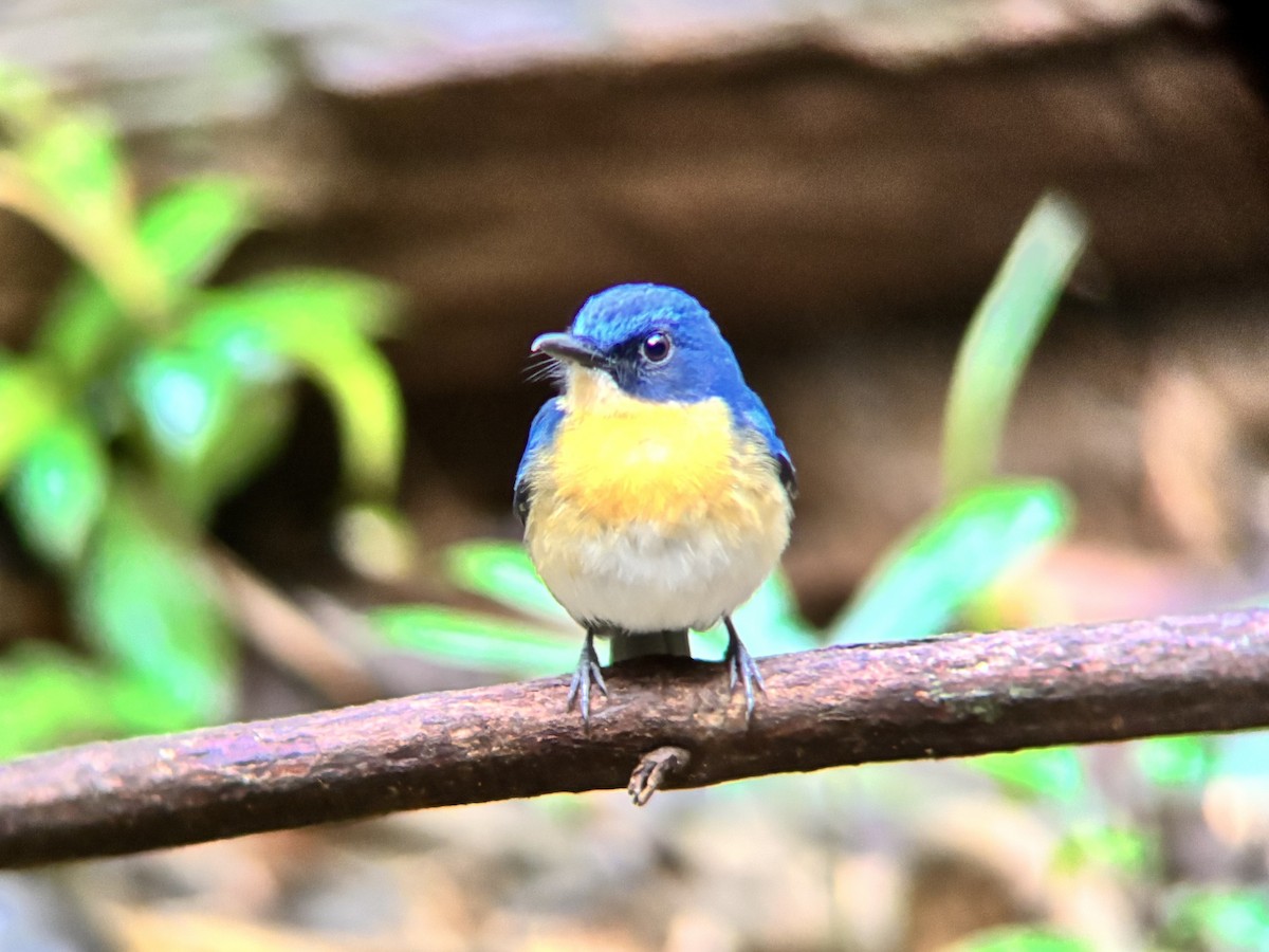 Palawan Blue Flycatcher - ML642591082