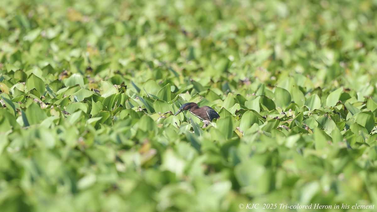 Tricolored Heron - ML642591092