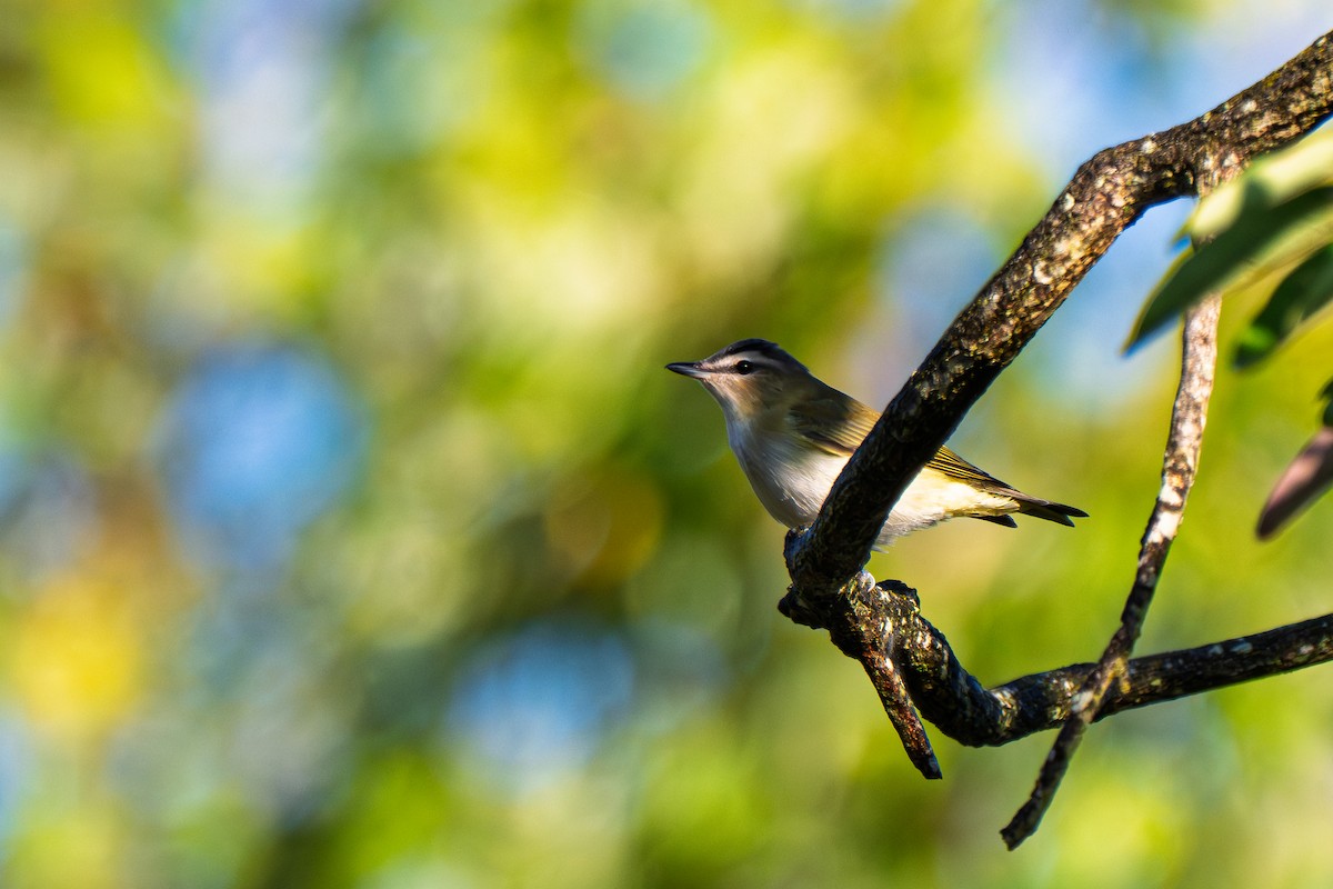 Red-eyed Vireo - ML642591101