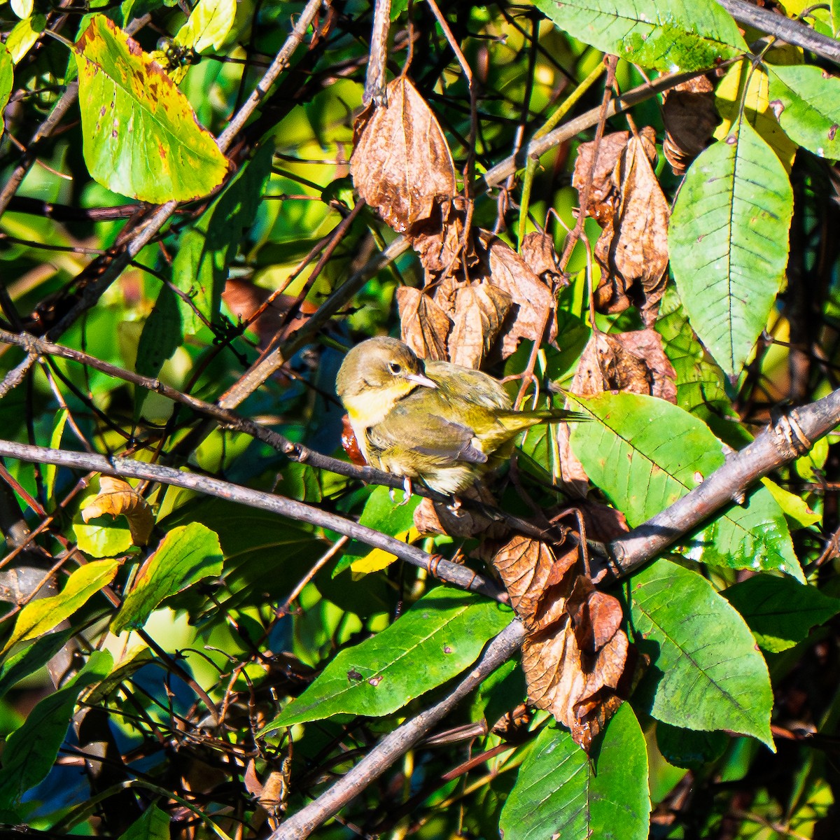 Common Yellowthroat - ML642591108