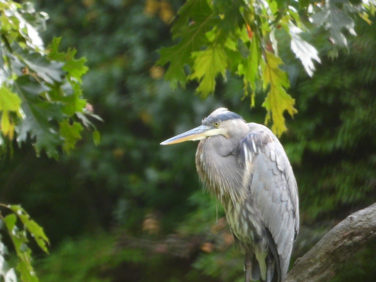Great Blue Heron - ML642591109
