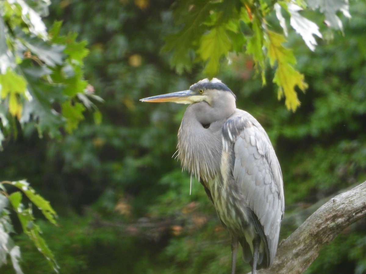 Great Blue Heron - ML642591110