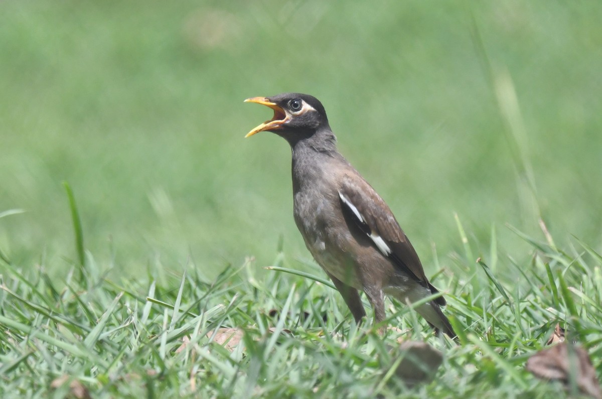 Common Myna - ML642591121