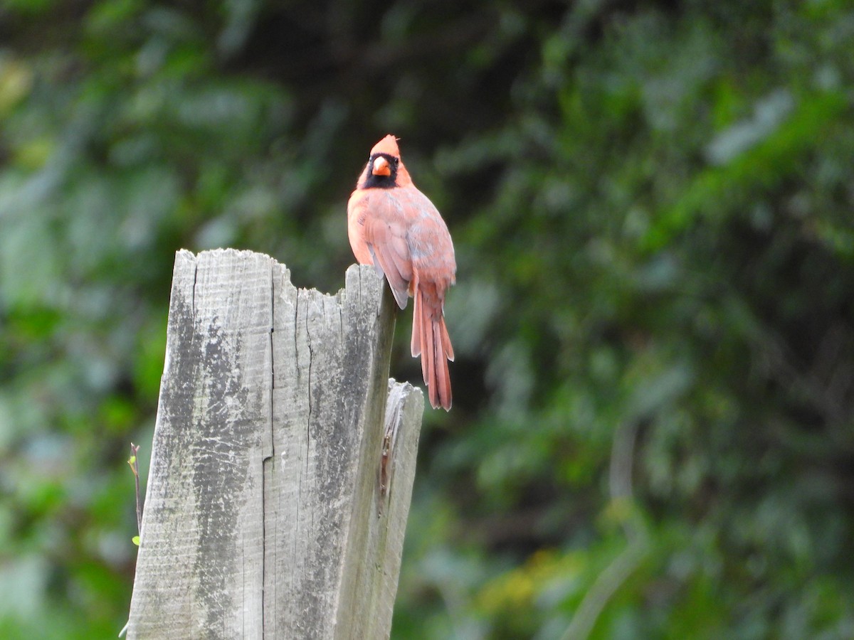 Northern Cardinal - ML642591140