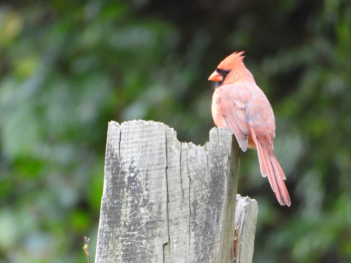 Northern Cardinal - ML642591141
