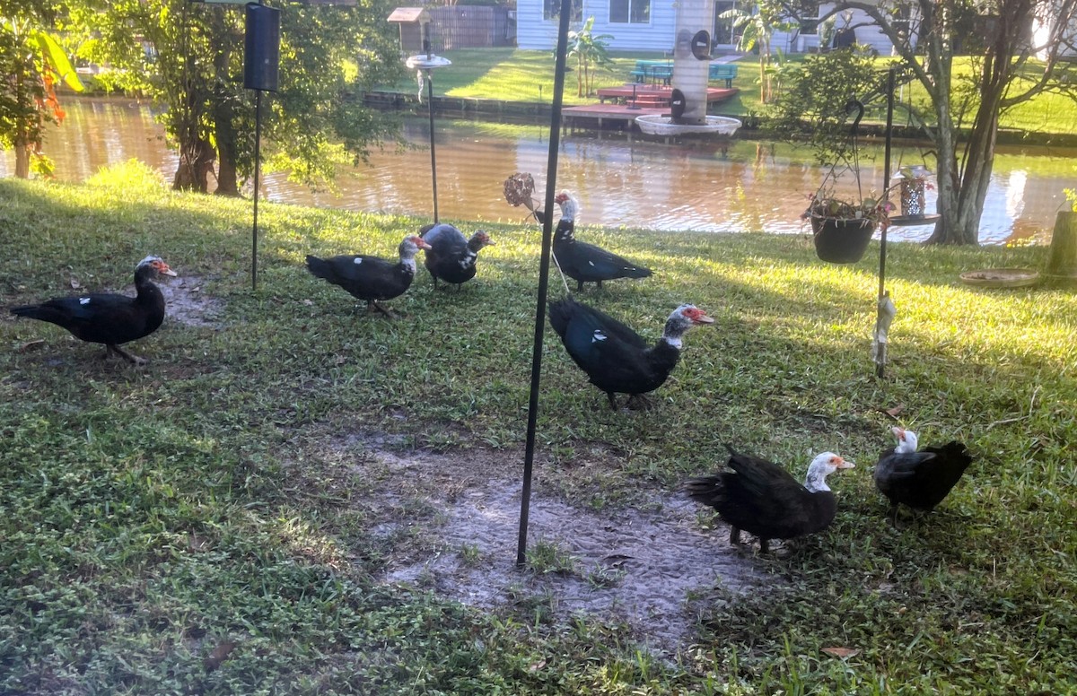 Muscovy Duck (Domestic type) - ML642591215