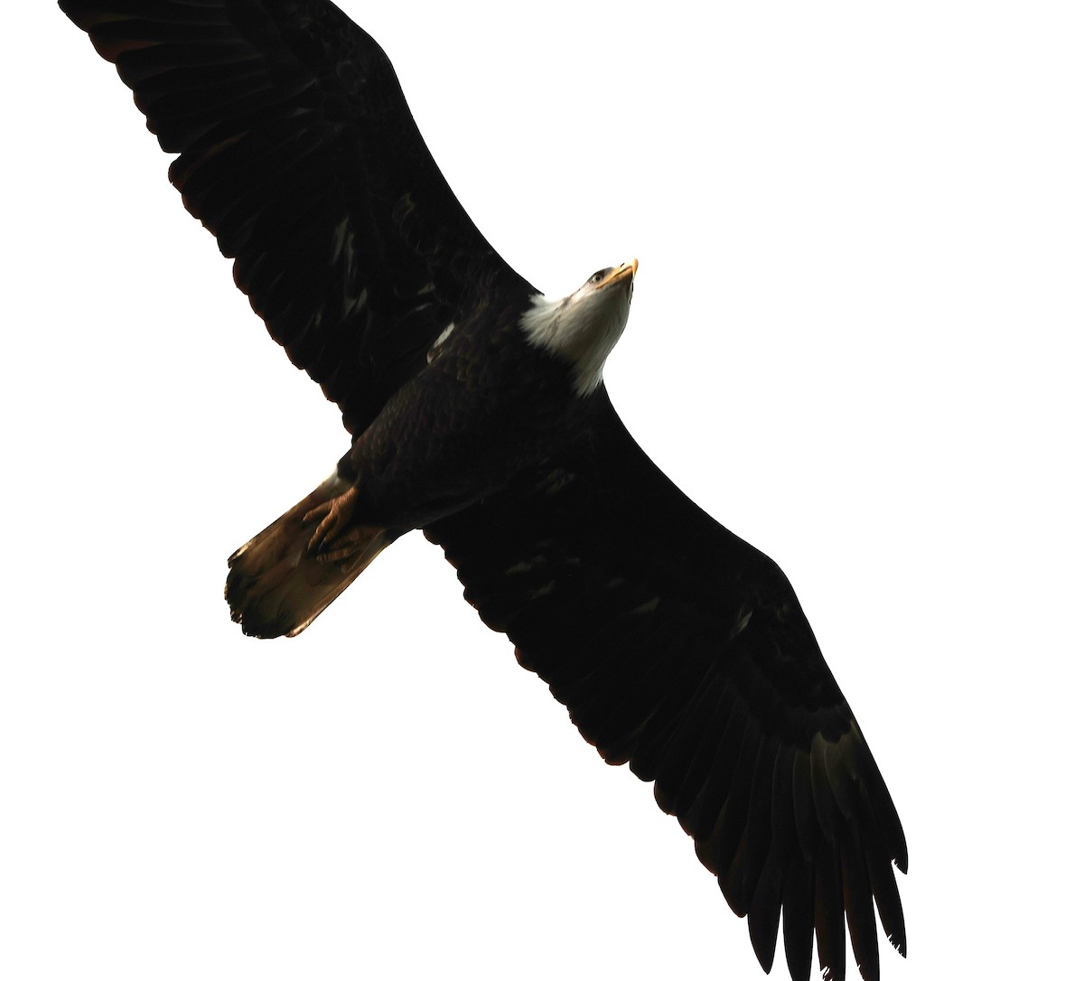 Bald Eagle - ML642591223