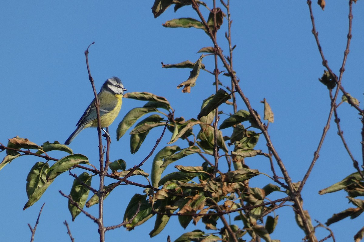 Eurasian Blue Tit - ML642591235