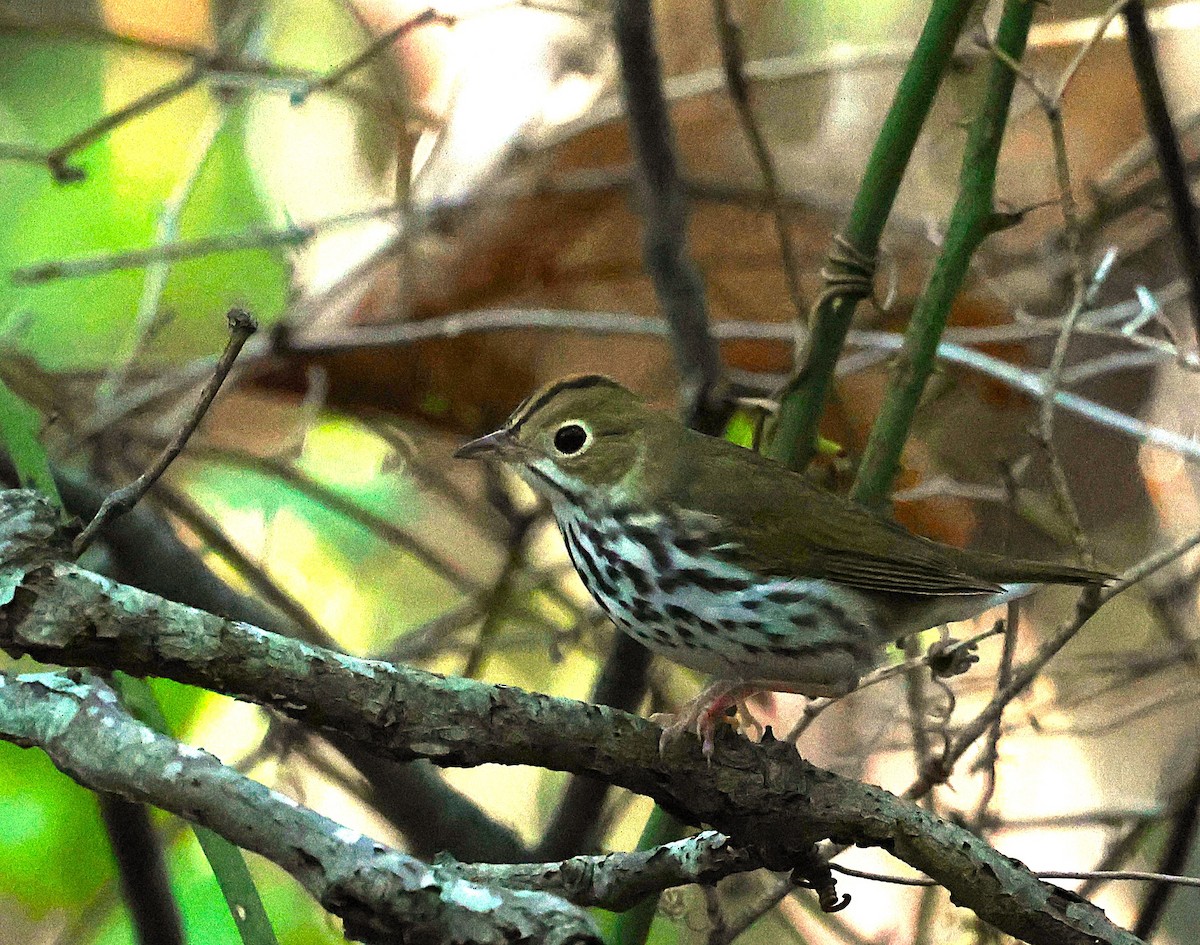 Ovenbird - ML642591237