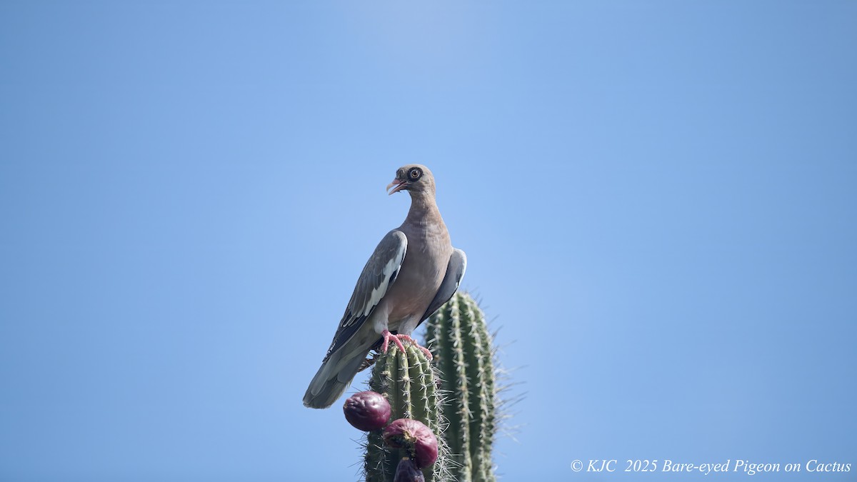 Bare-eyed Pigeon - ML642591251