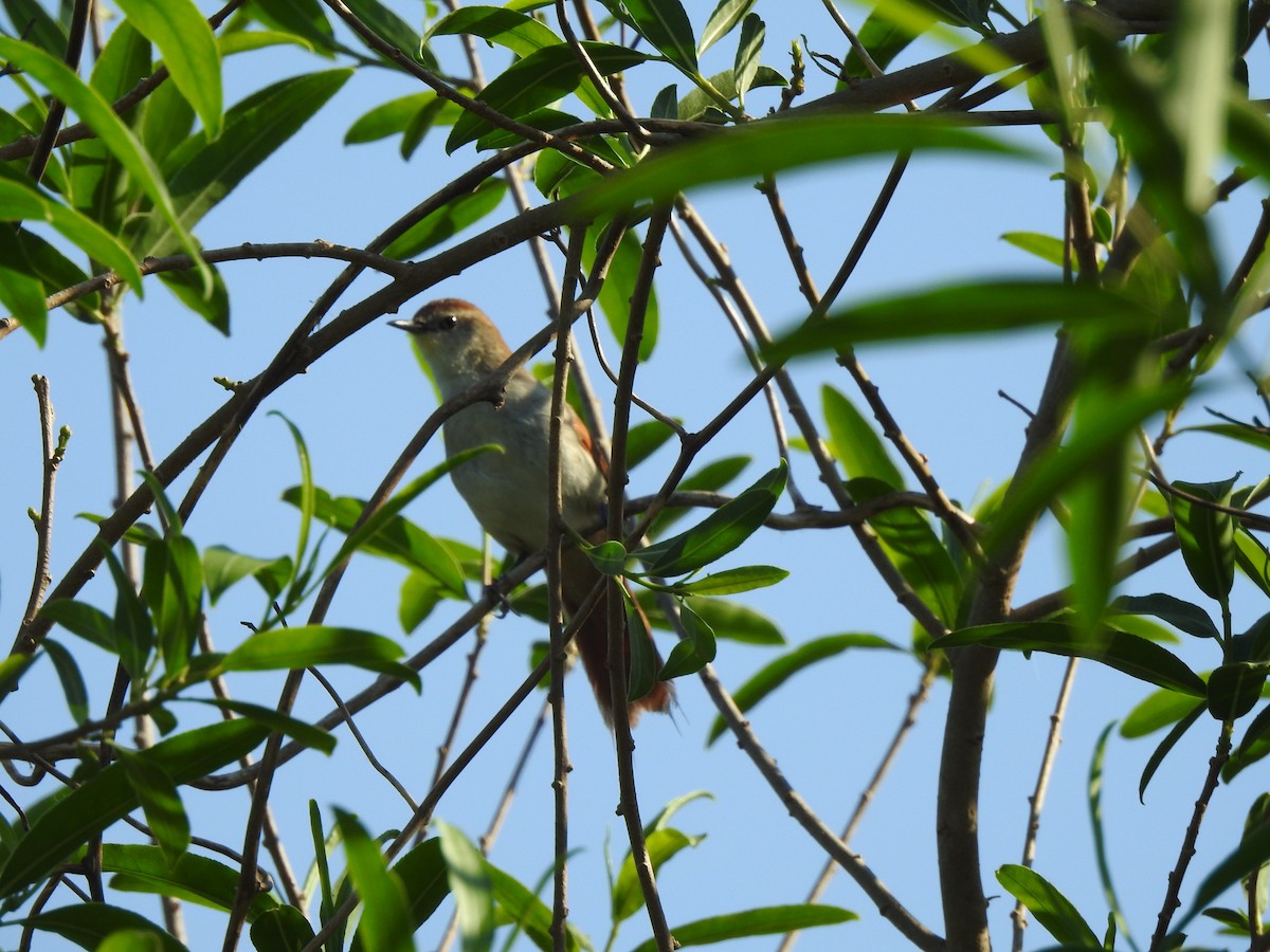 Yellow-chinned Spinetail - ML642591252