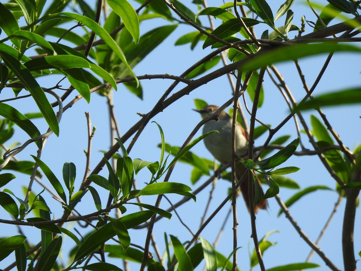Yellow-chinned Spinetail - ML642591254