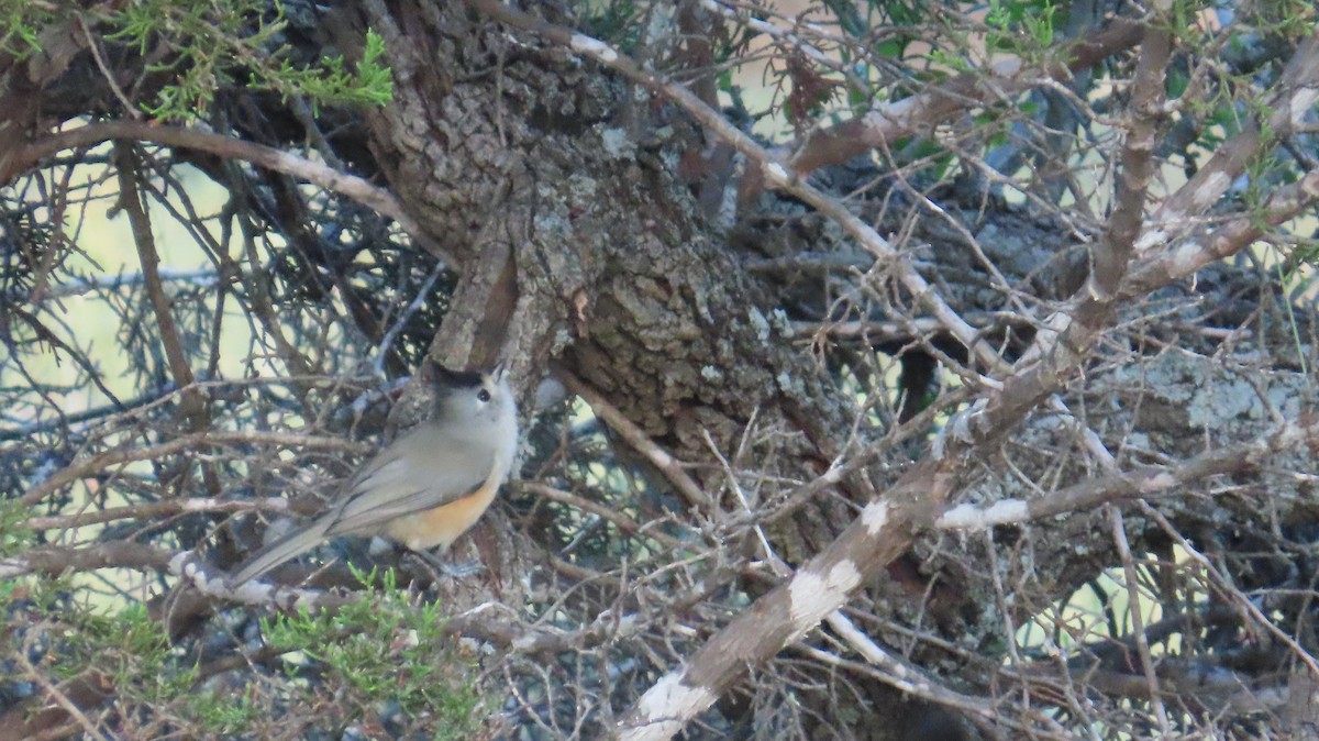 Black-crested Titmouse - ML642591269