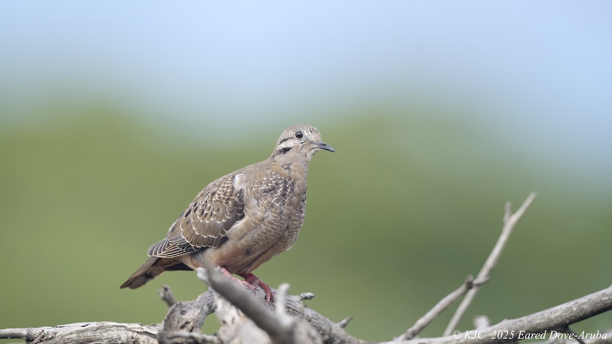 Eared Dove - ML642591270