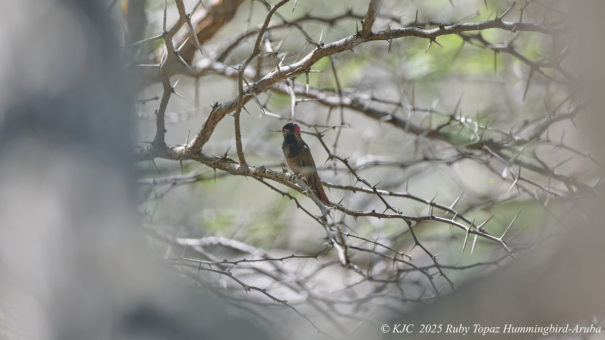 Ruby-topaz Hummingbird - ML642591283