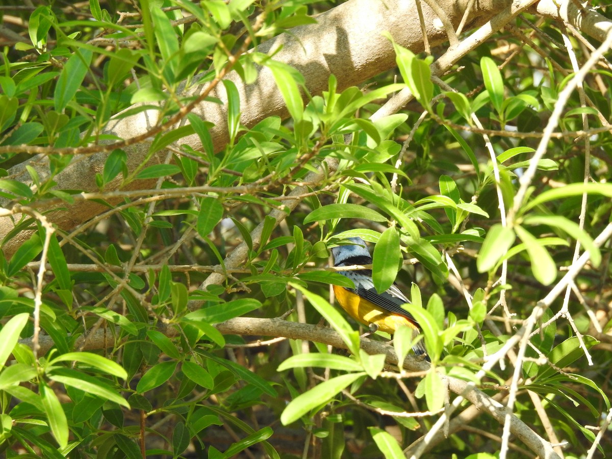 Blue-and-yellow Tanager - ML642591284