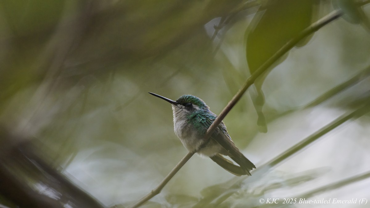 Blue-tailed Emerald - ML642591298