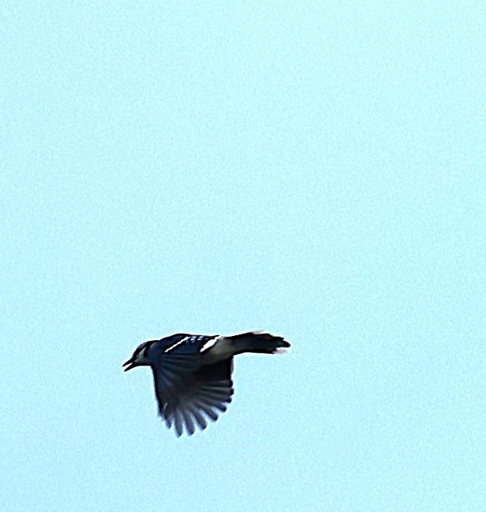Blue Jay - ML642591319