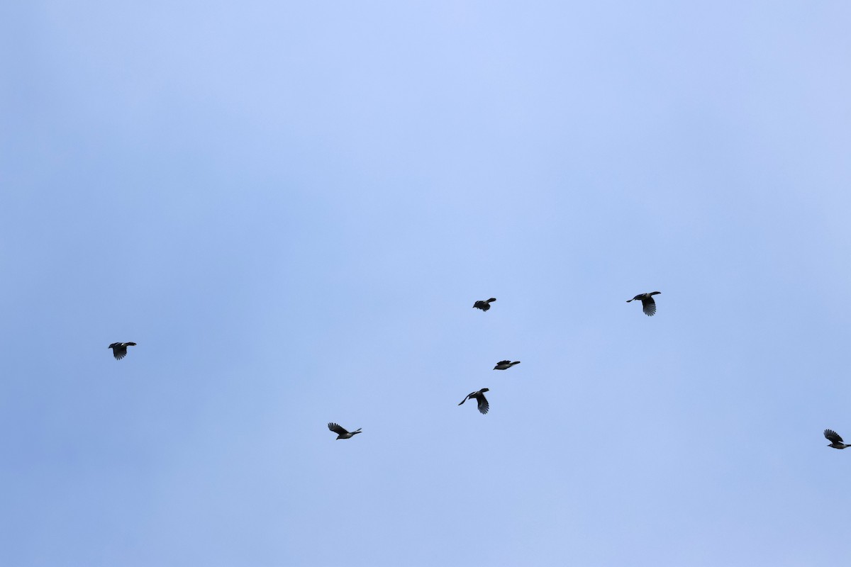 Blue Jay - ML642591324