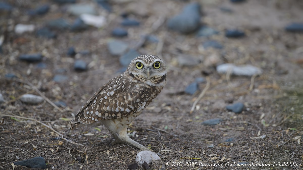 Burrowing Owl - ML642591330