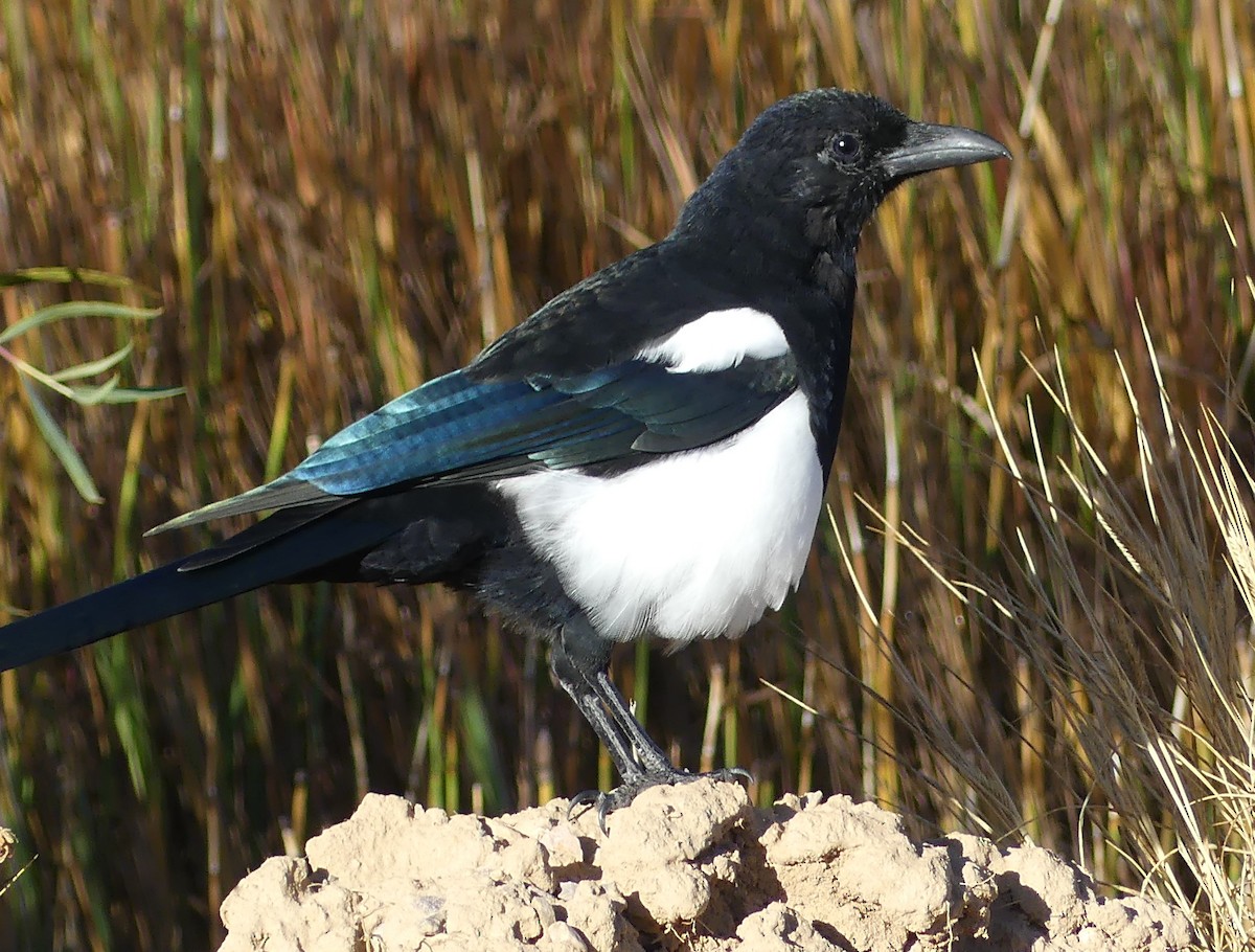 Black-billed Magpie - ML642591346