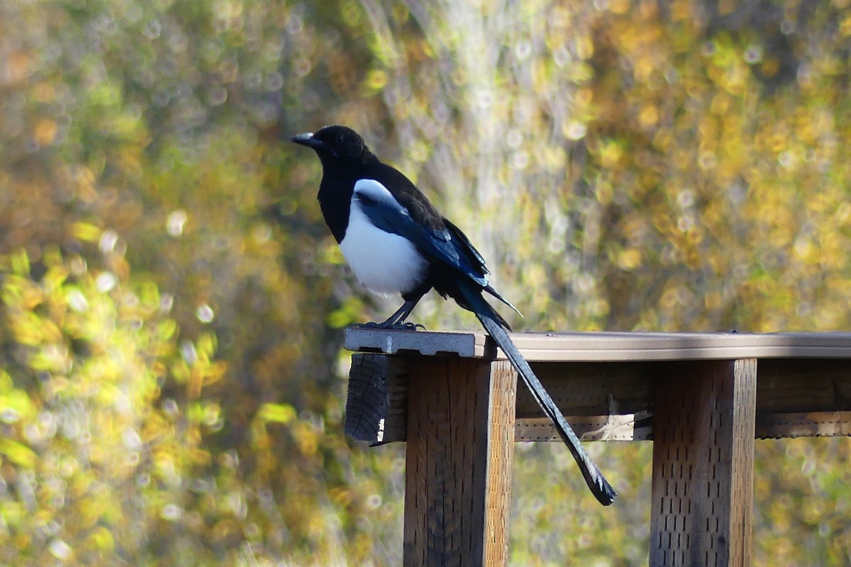 Black-billed Magpie - ML642591347