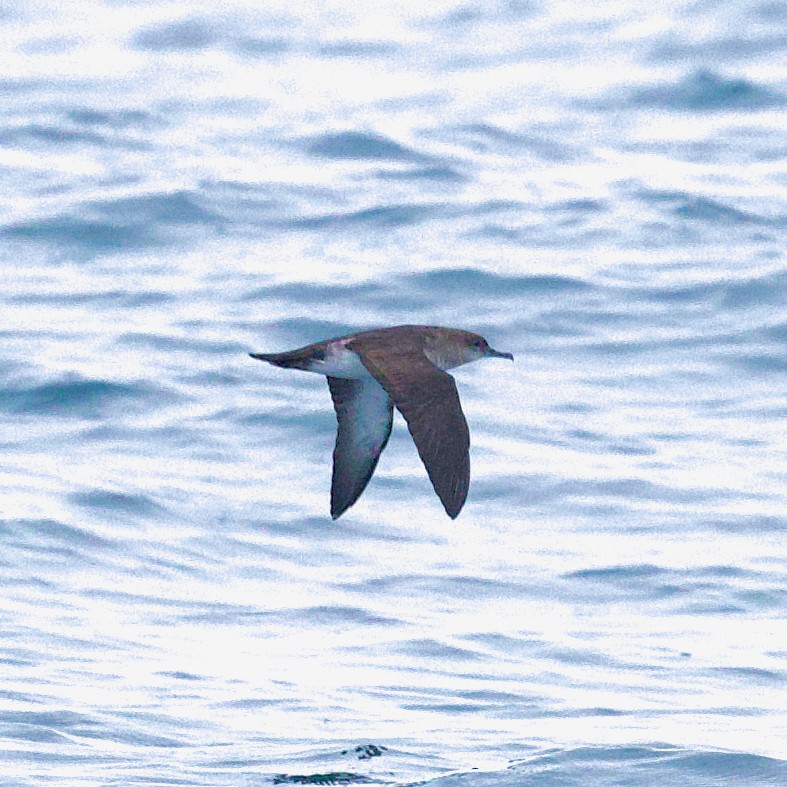 Black-vented Shearwater - ML642591350