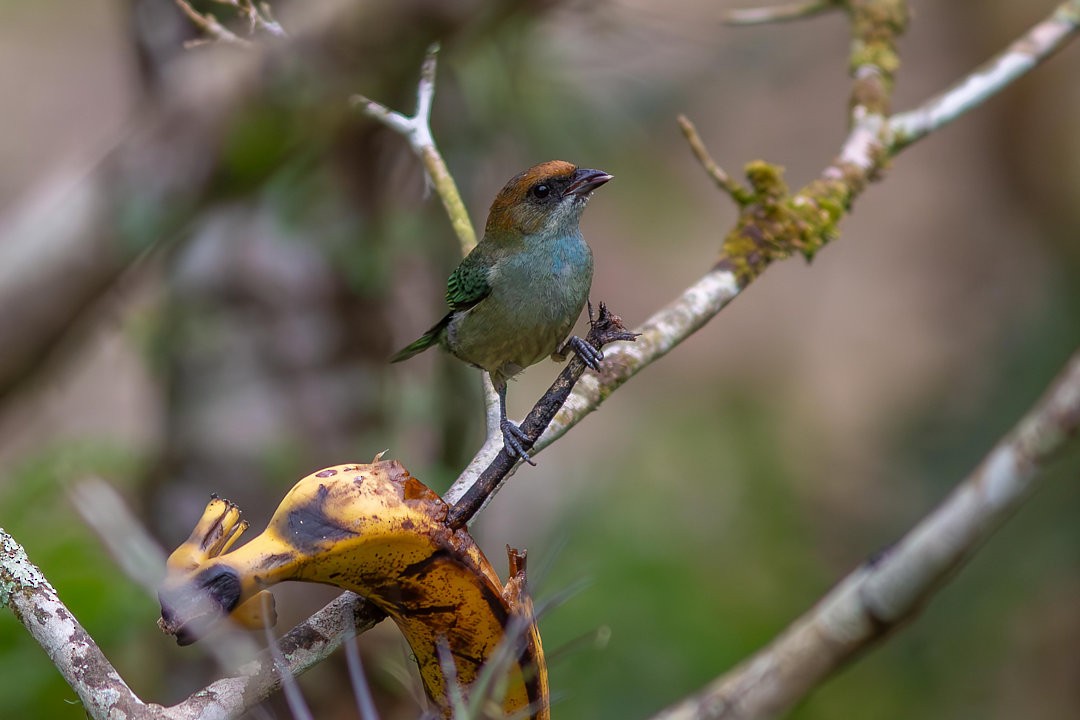 Black-backed Tanager - ML642591354