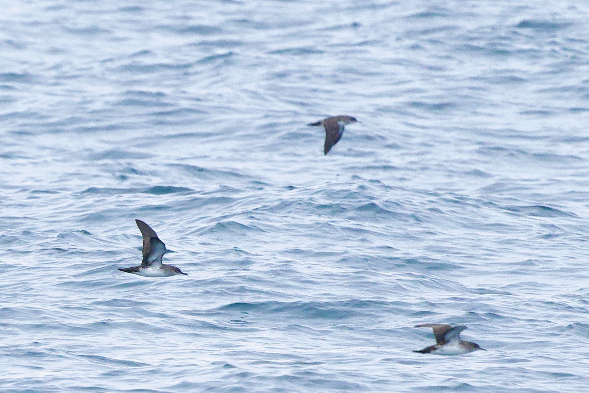 Black-vented Shearwater - ML642591358