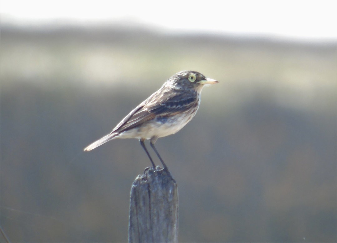 Spectacled Tyrant - ML642591370