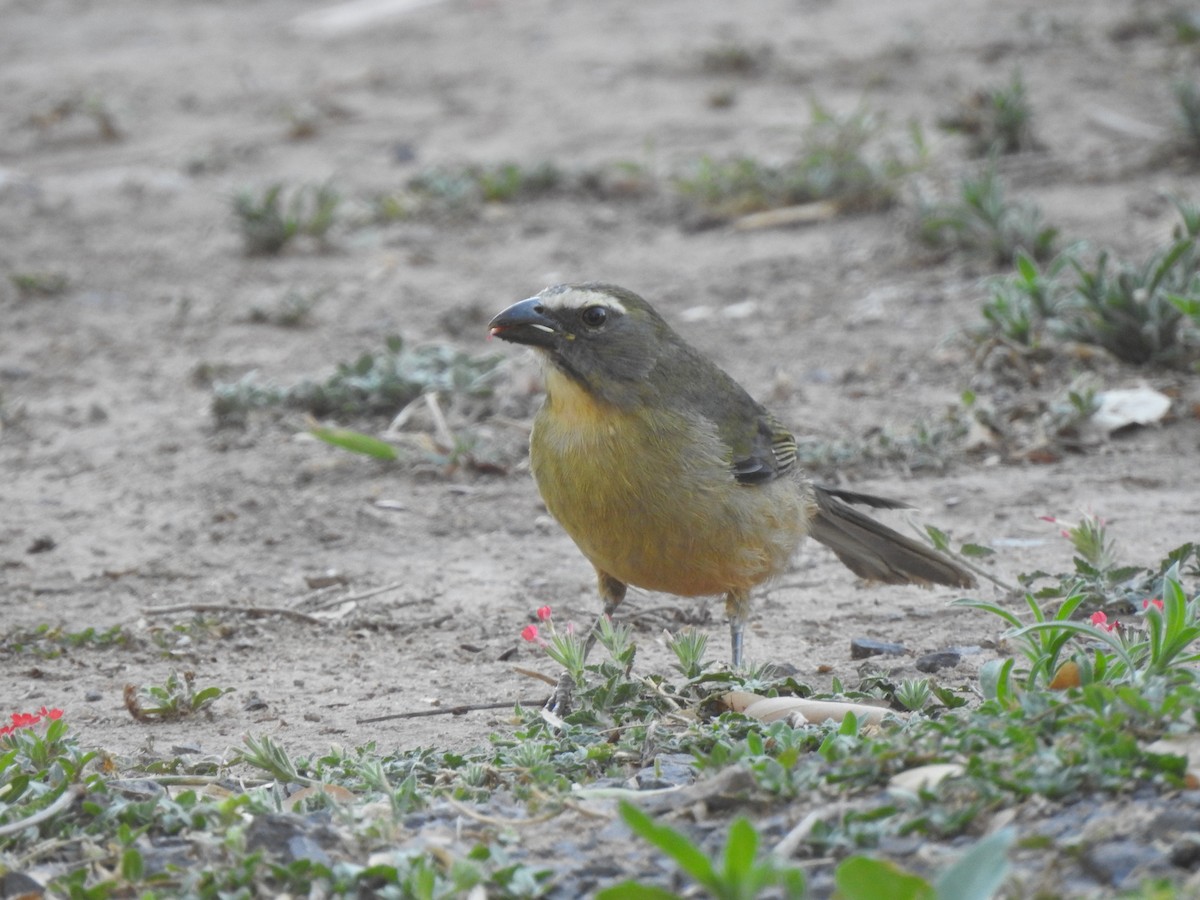 Bluish-gray Saltator - ML642591377