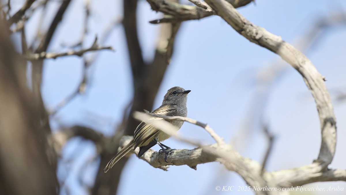 Northern Scrub-Flycatcher - ML642591378