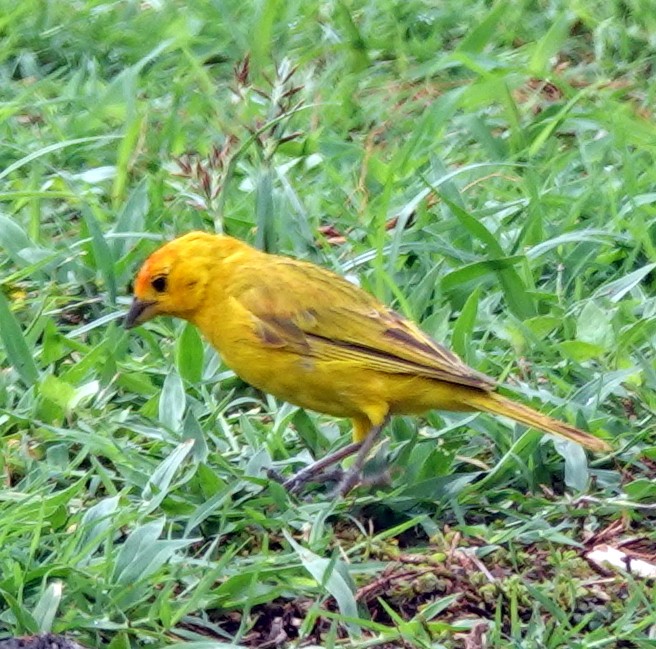 Saffron Finch - ML642591382