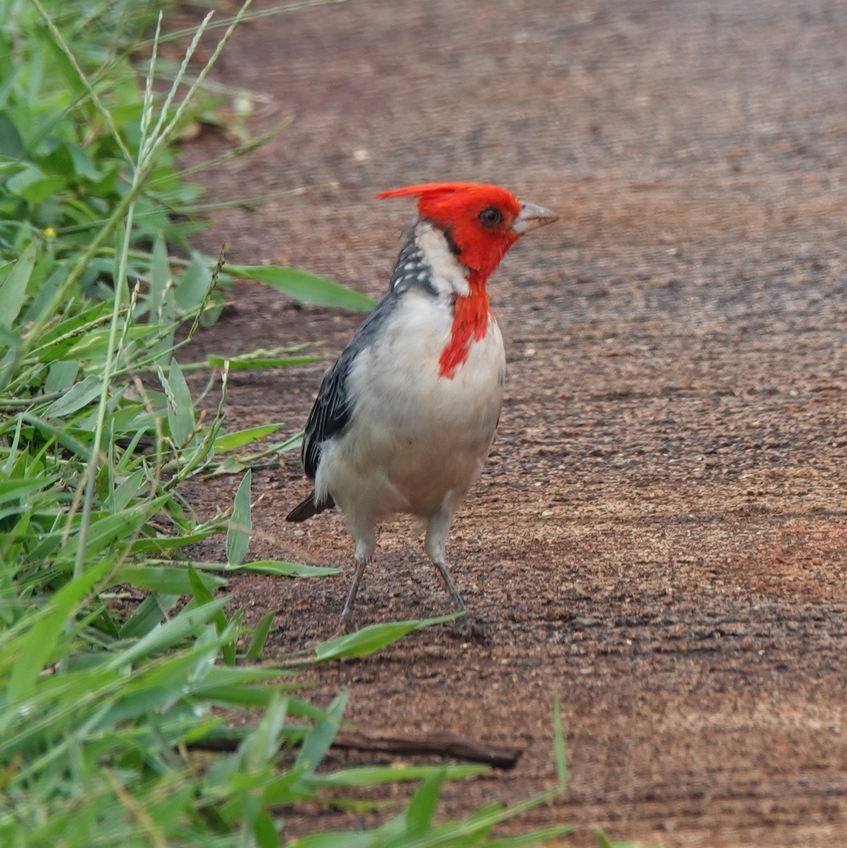 Red-crested Cardinal - ML642591388