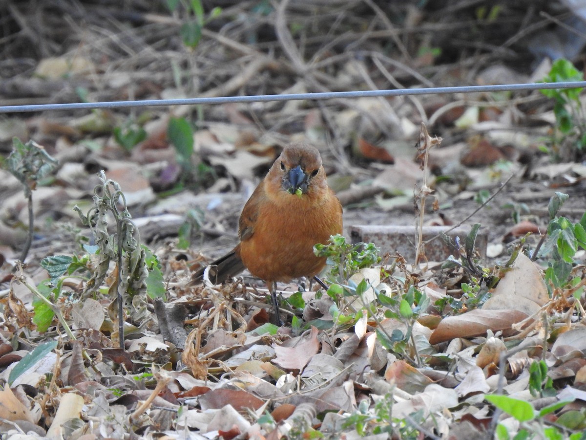 Ultramarine Grosbeak - ML642591391