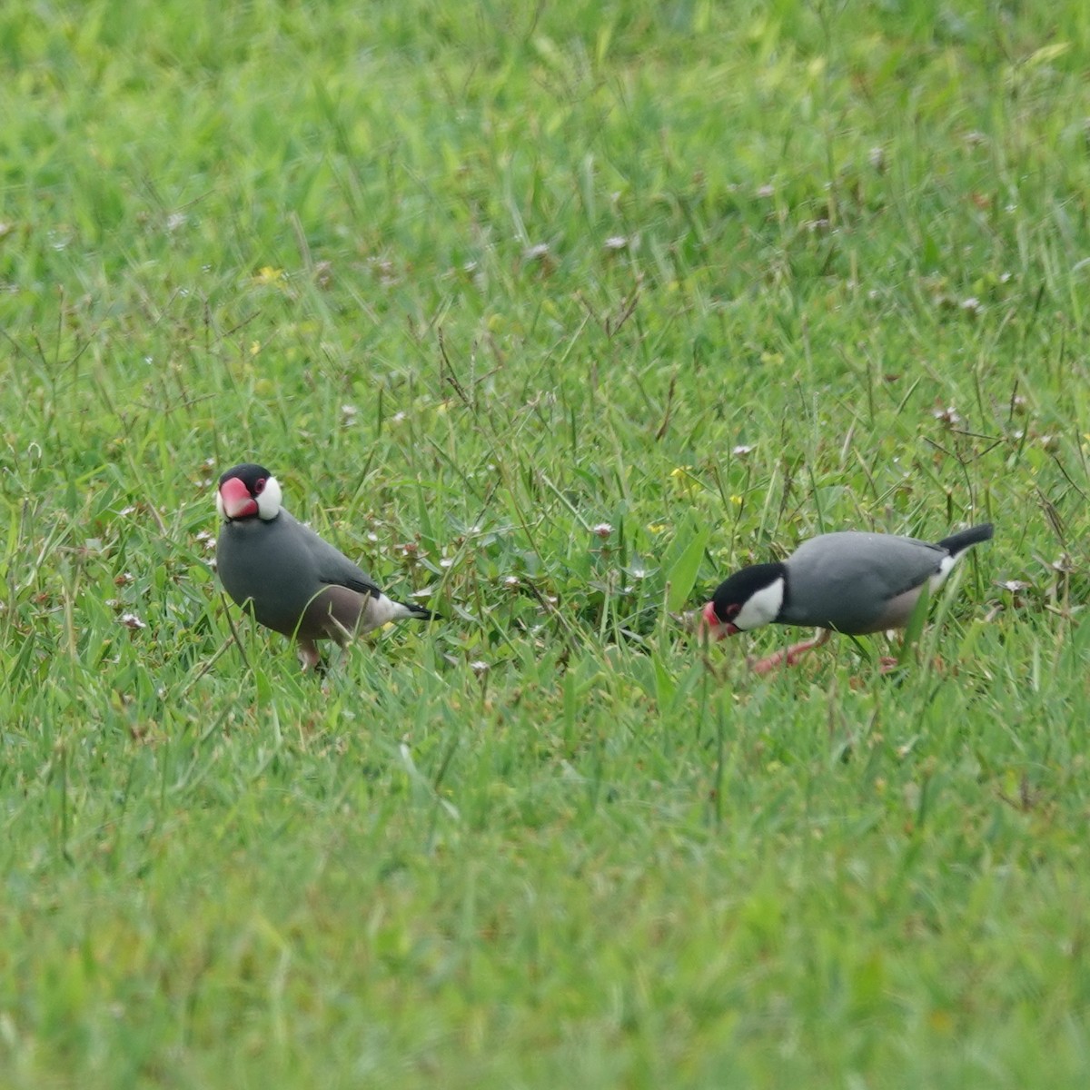 Java Sparrow - ML642591392